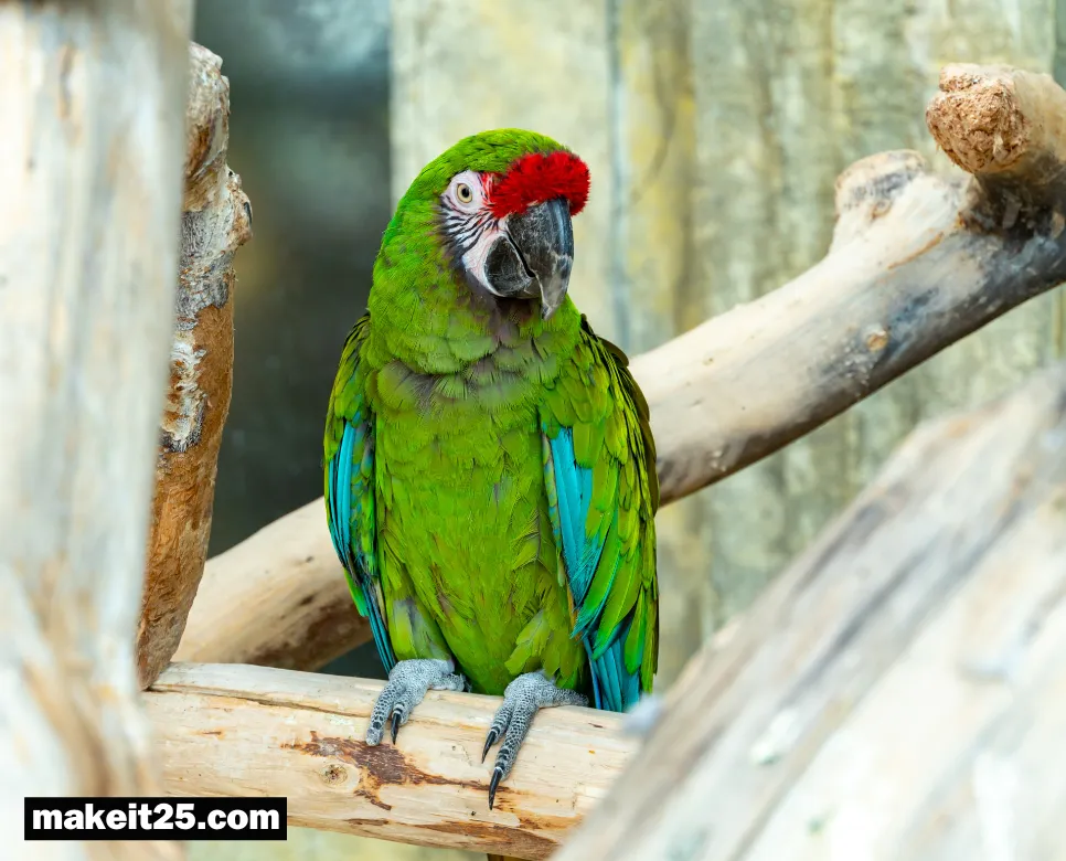 의성어 뜻, 의태어 뜻, 추임새 뜻: 여기서 정리하세요!