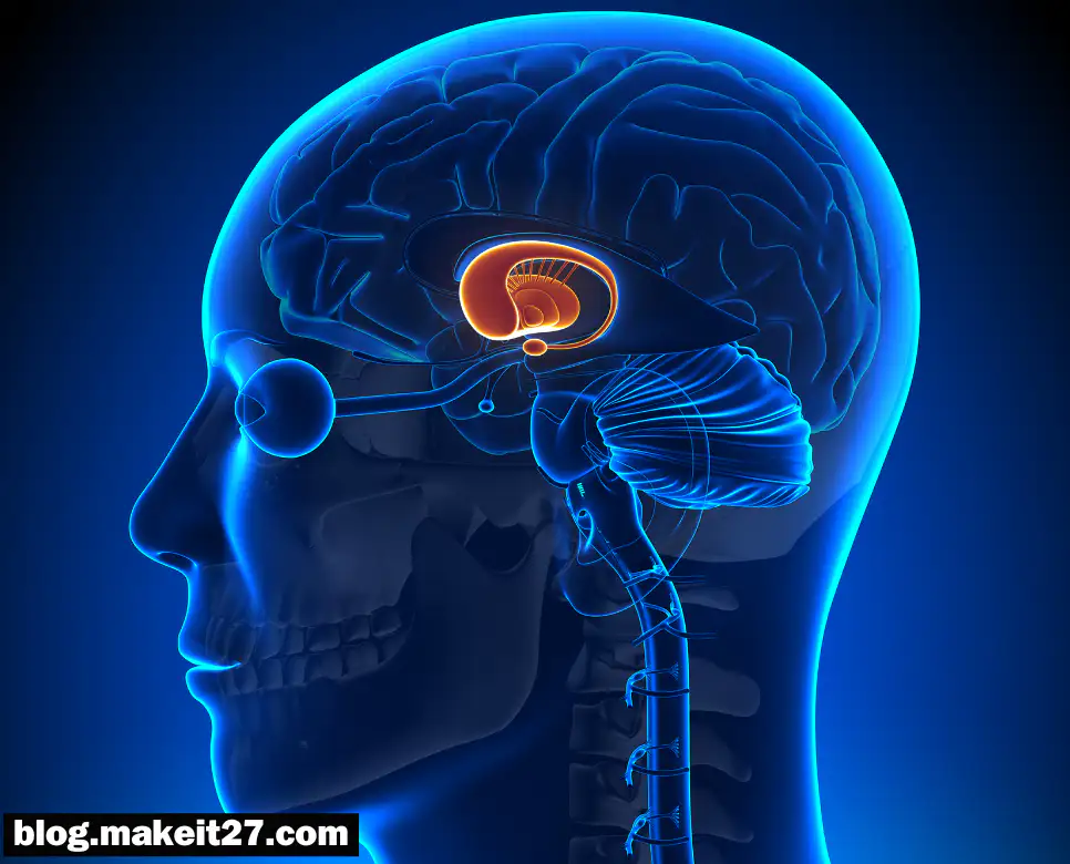 의학용어 BG, CR, BMD