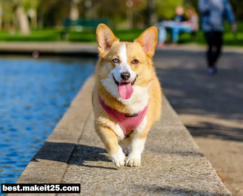 개(강아지) 평균 수명/고양이 (평균)수명 /닭 수명