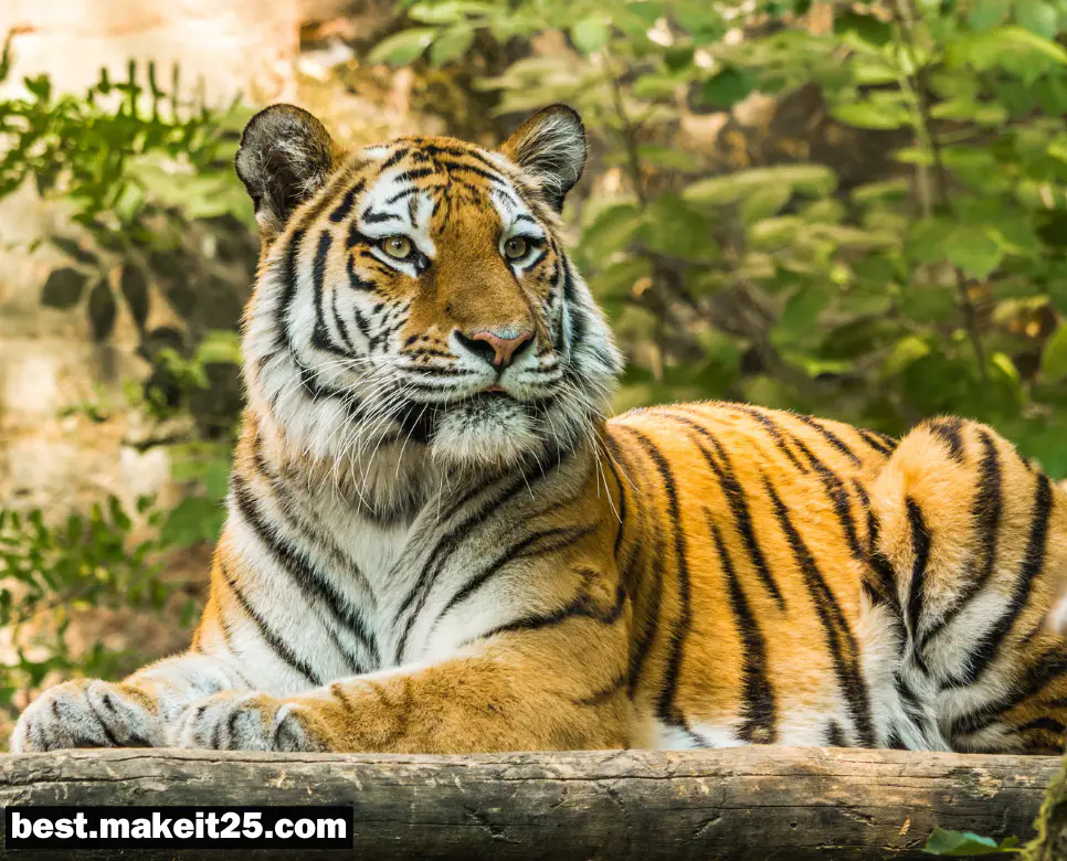 호랑이 수명/사자 수명/돼지 수명