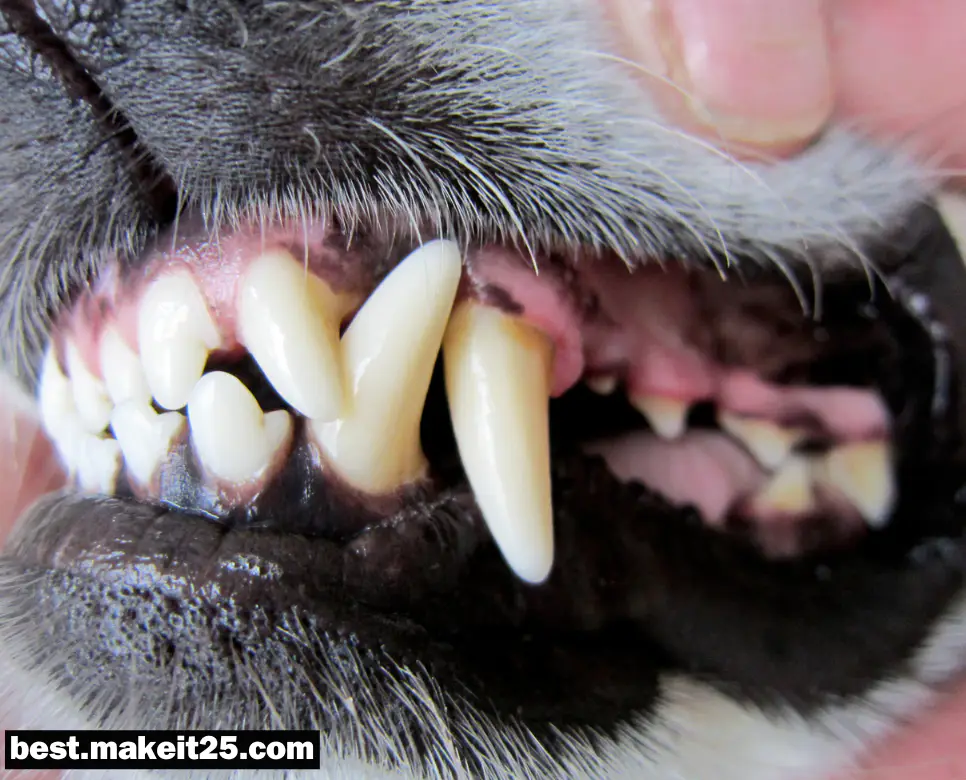 강아지의 이빨 갯수