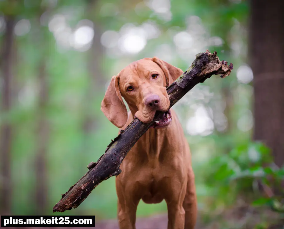 꿈해몽: 개가 나오는 꿈, 흰색 고양이 꿈, 아기 코끼리 꿈