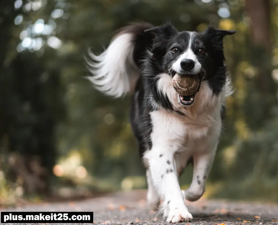 개가 나오는 꿈