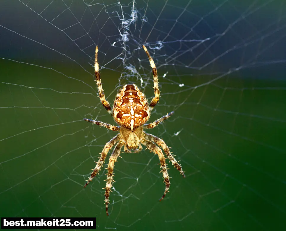 거미 나오는 꿈