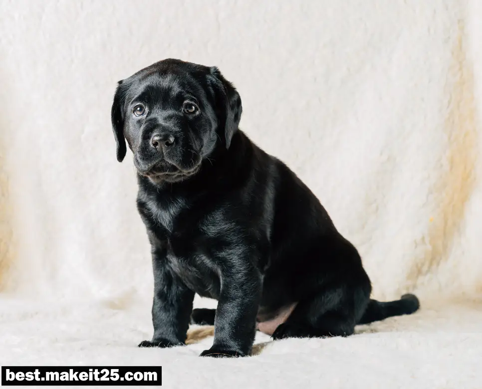 검은 강아지가 꿈에 나타나면 어떤 의미인가요?