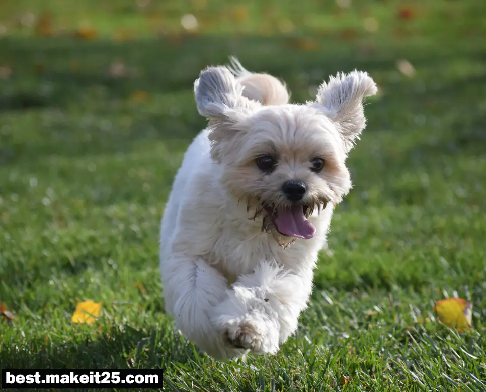 강아지가 꿈에 나타나면 어떤 의미가 있나요?