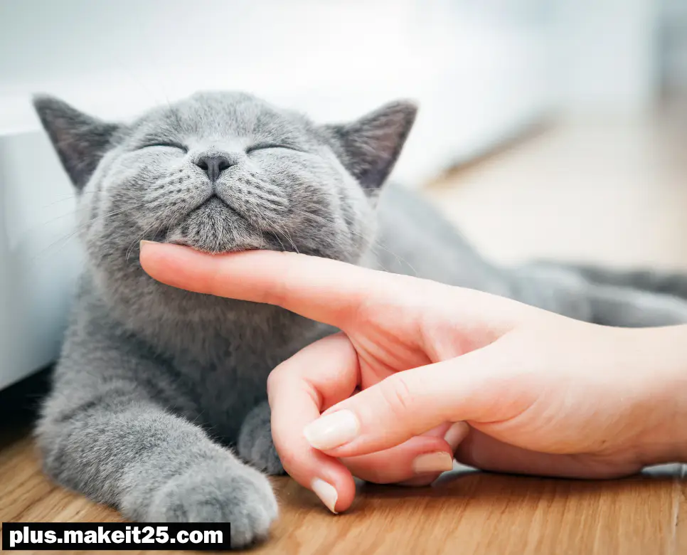 집에 고양이가 나타나는 꿈