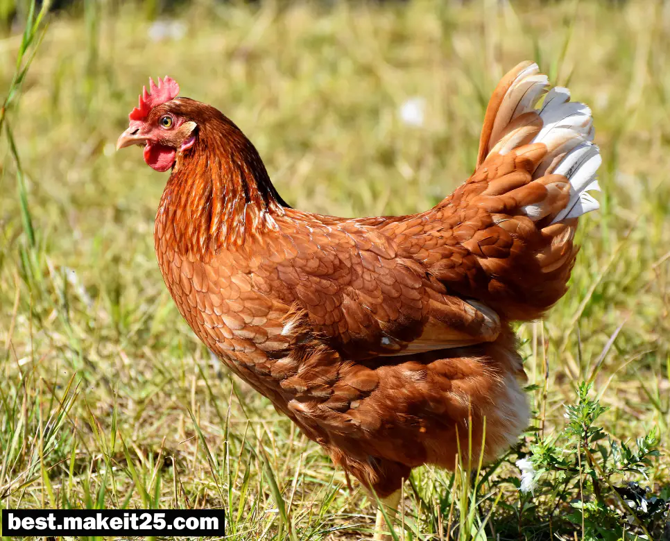 꿈해몽: 닭 꿈, 달걀 꿈, 새가 집에 들어오는 꿈