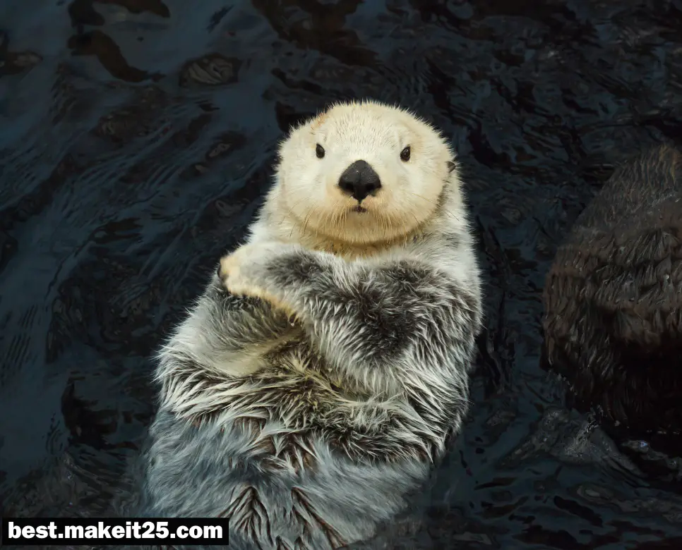 꿈해몽: 수달 꿈, 너구리 꿈, 타조 꿈