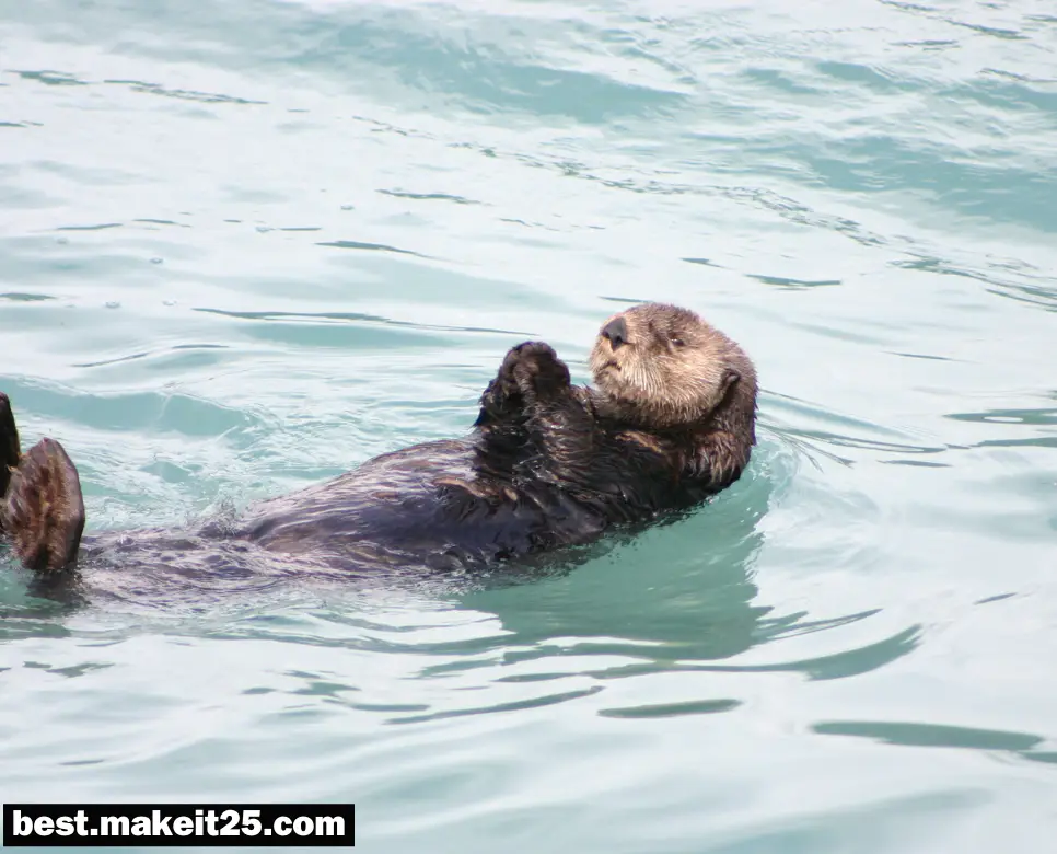 수달이 꿈에 나타나면 어떤 의미가 있나요?