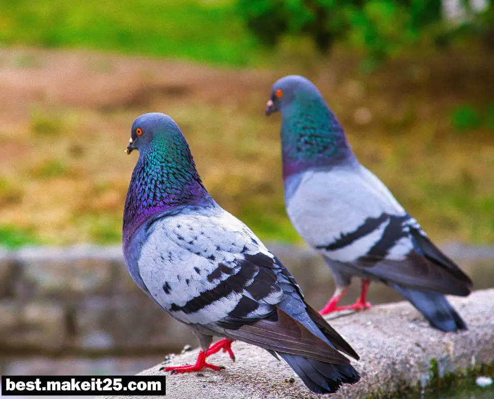 꿈해몽: 비둘기 꿈, 흑염소 꿈, 지렁이 꿈