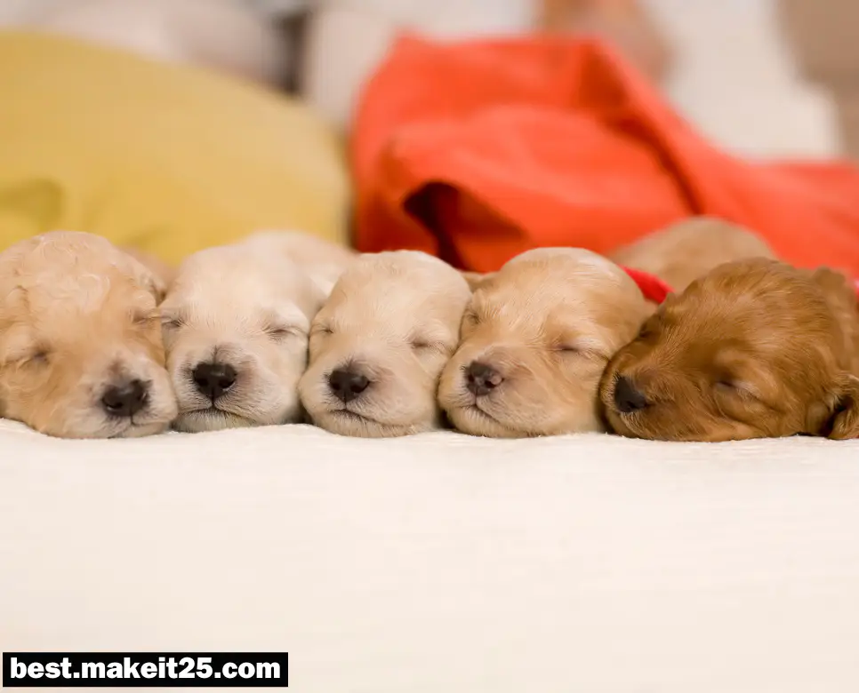 꿈해몽: 아기 강아지 꿈, 고양이 꿈, 새 꿈