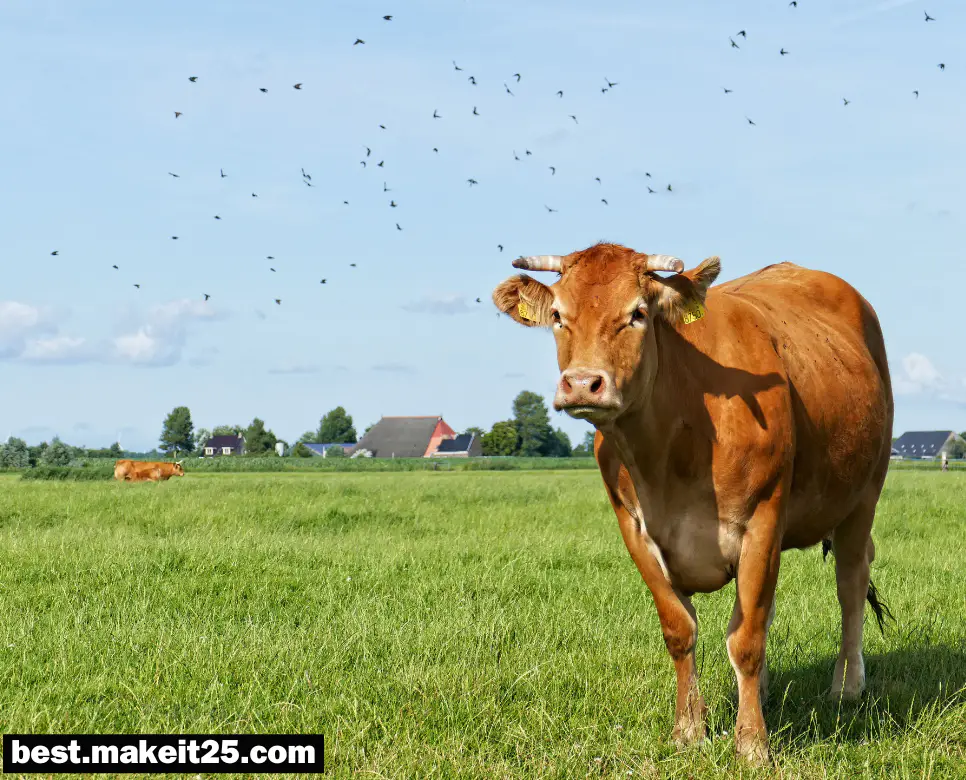 꿈해몽: 소 나오는 꿈, 병아리 꿈, 큰 새 꿈