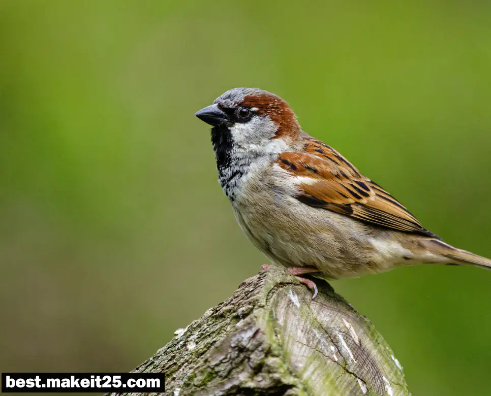 참새가 꿈에 나타나면 어떤 의미가 있나요?