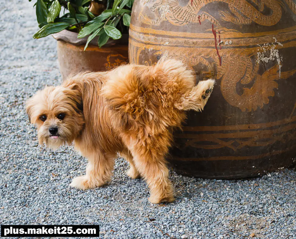 꿈해몽: 강아지 오줌 꿈, 코끼리 나오는 꿈, 강아지 안는 꿈