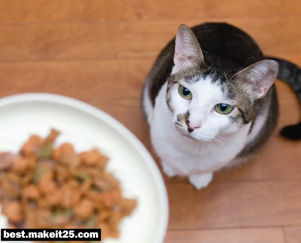 고양이 밥주는 꿈