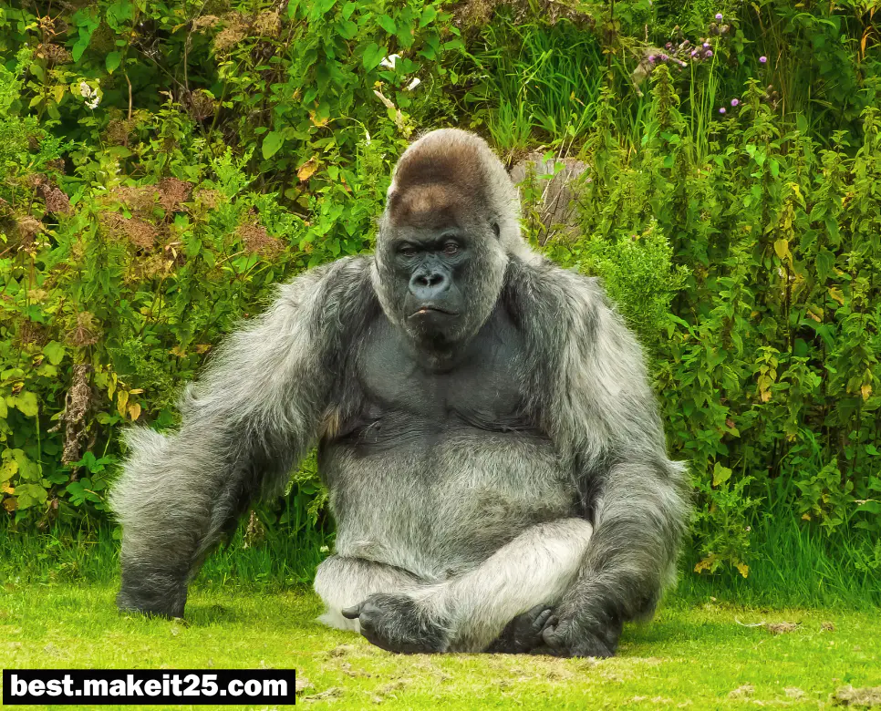 고릴라가 꿈에 나타나면 항상 나쁜 의미인가요?