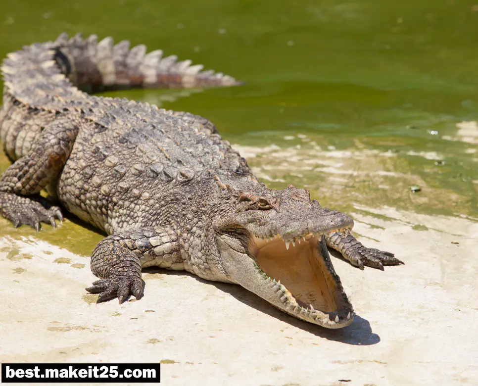 악어 나오는 꿈