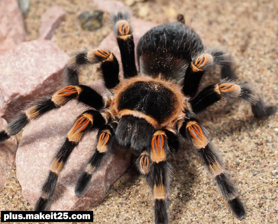 꿈해몽: 큰 거미 꿈, 아기 고양이 꿈, 곰 꿈