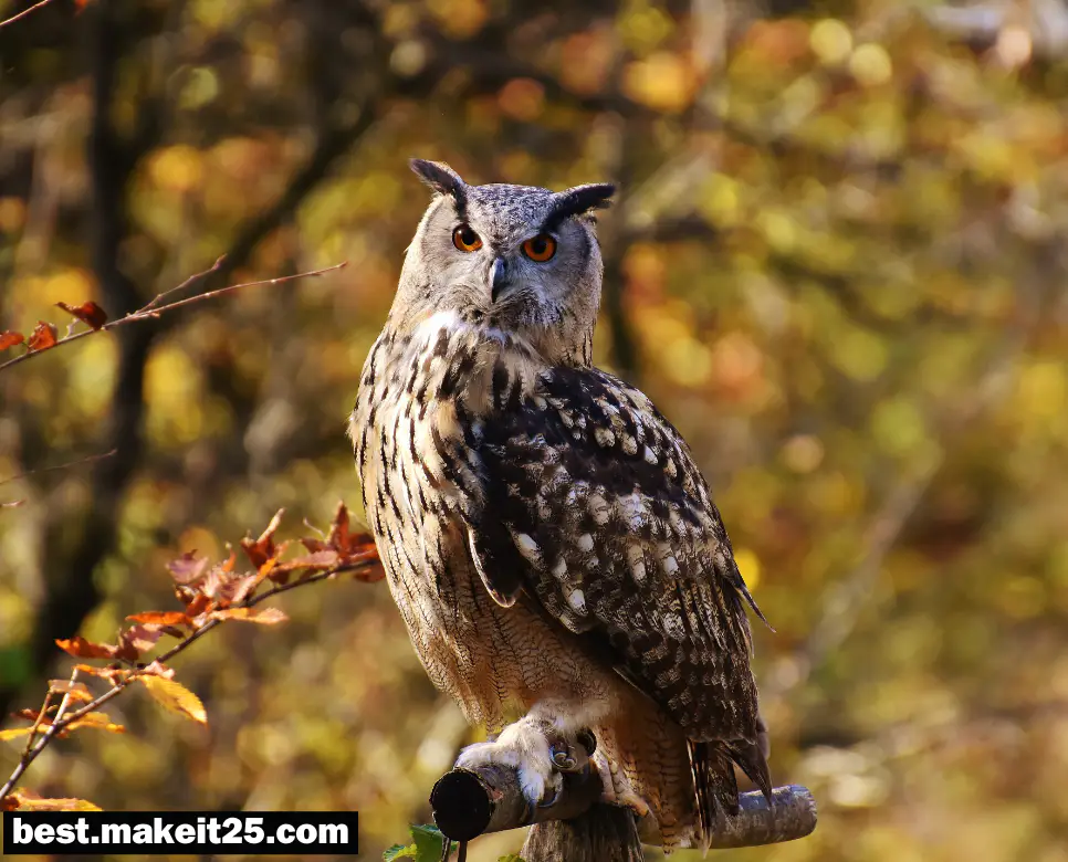 꿈해몽: 부엉이 꿈, 까치 꿈, 붕어 꿈