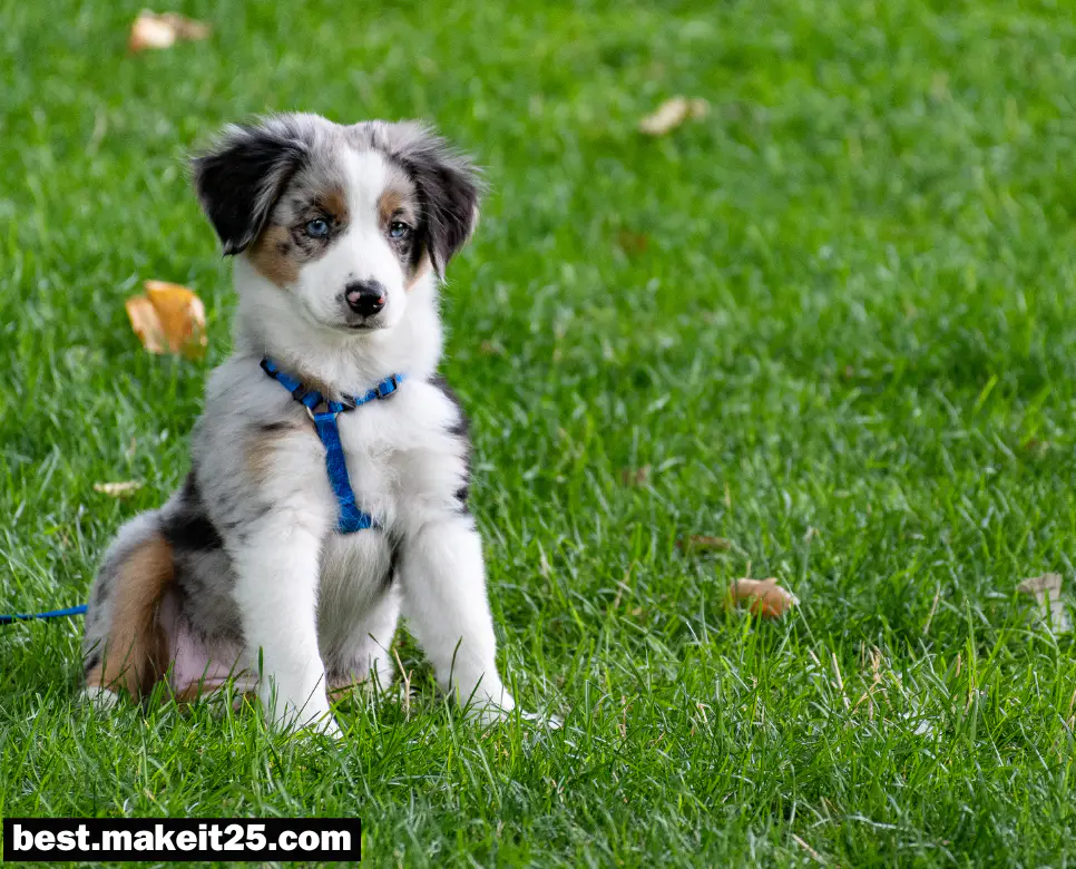 꿈해몽: 키우던 강아지 꿈, 검은고양이 꿈, 코브라 꿈