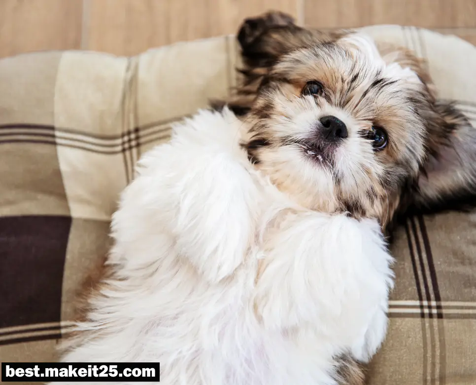 키우던 강아지 꿈