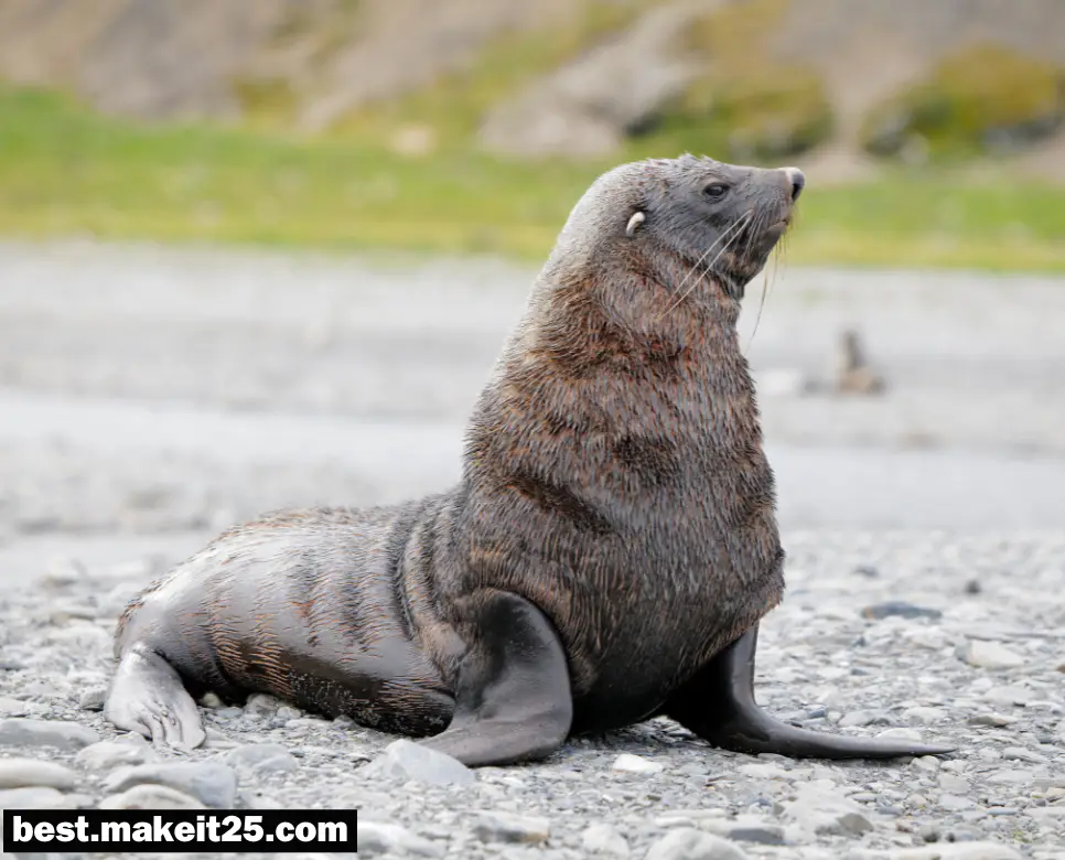 꿈해몽: 물개 꿈, 양 꿈, 염소 꿈