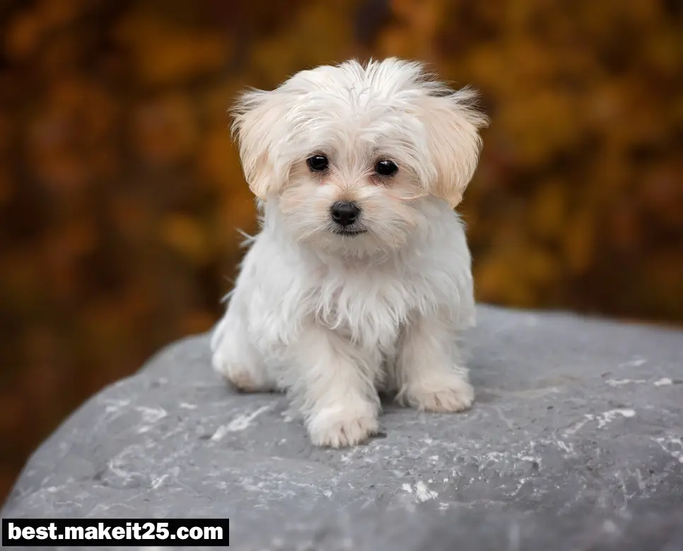 흰색 강아지가 꿈에 나타나면 어떤 의미인가요?