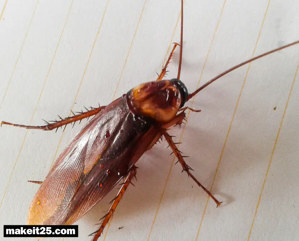 바퀴벌레 종류, 서식지, 바퀴벌레 없애는 법까지 완벽 정리!