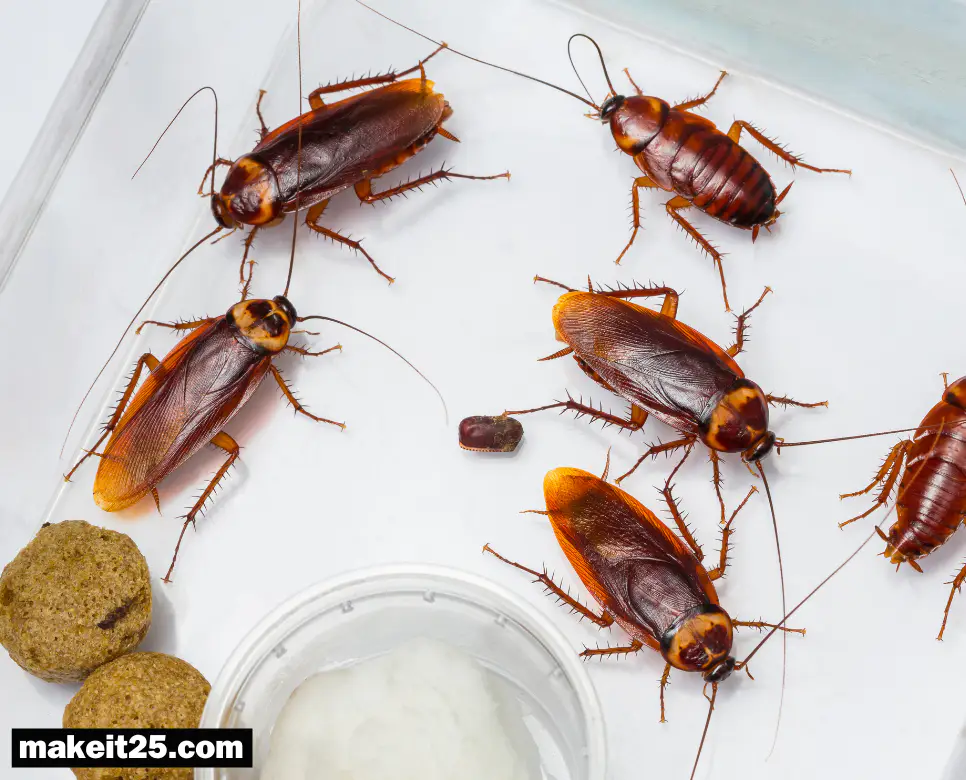 바퀴벌레 없애는 법